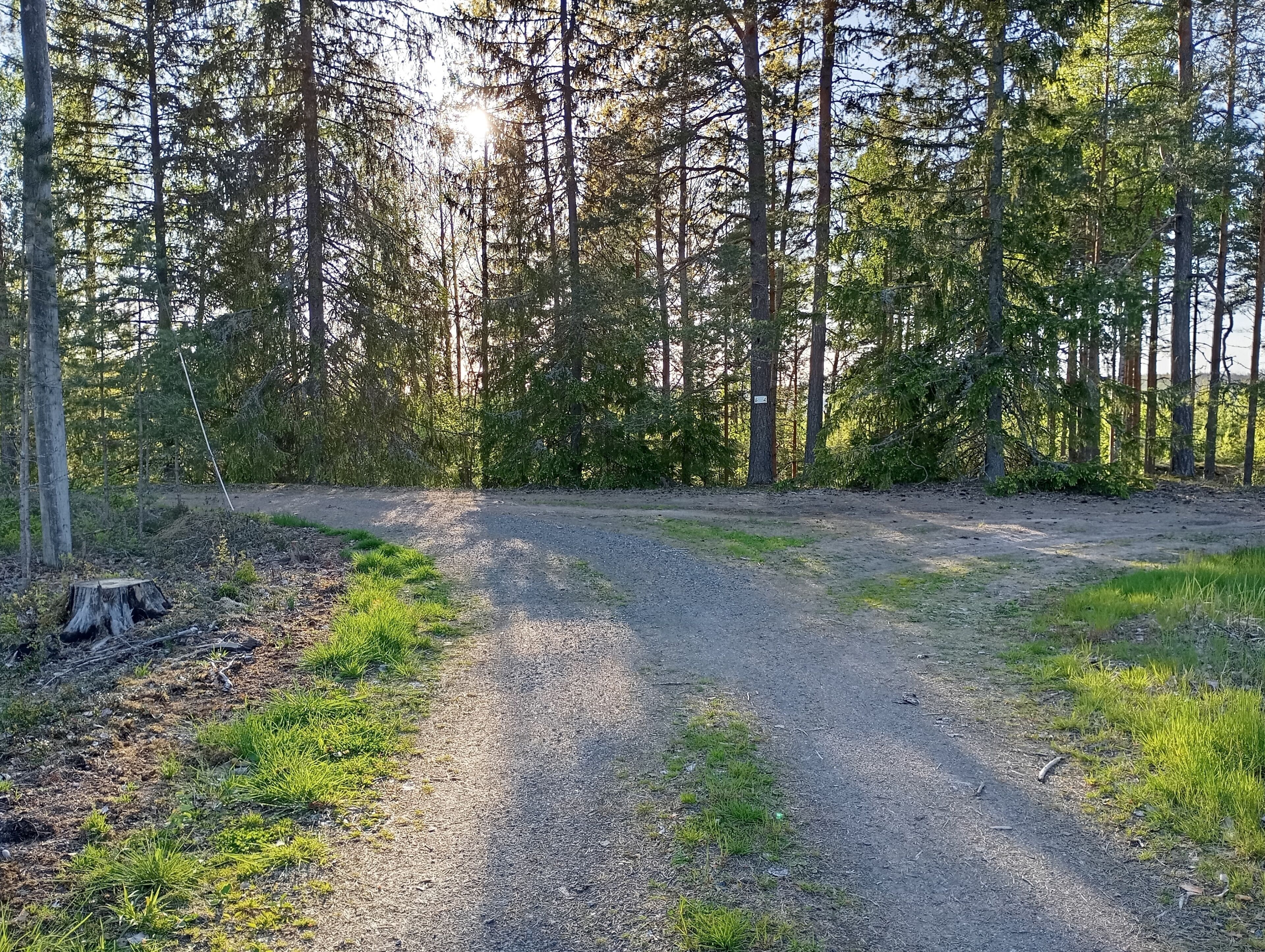 Ein Kiesweg in einem bewaldeten Gebiet mit hohen Bäumen und blauem Himmel.