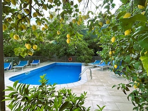A swimming pool with blue tiles, surrounded by lounge chairs and lemon trees. - Limoneto - Terrazza by Espresso Rentals (Campania)