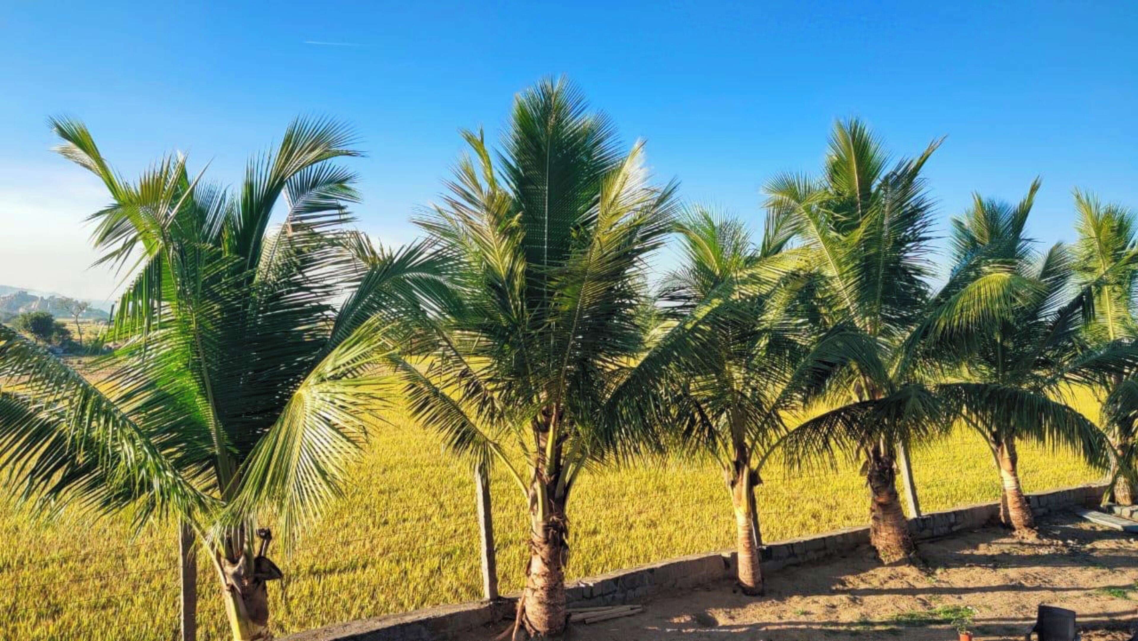 Una hilera de palmeras en un campo.