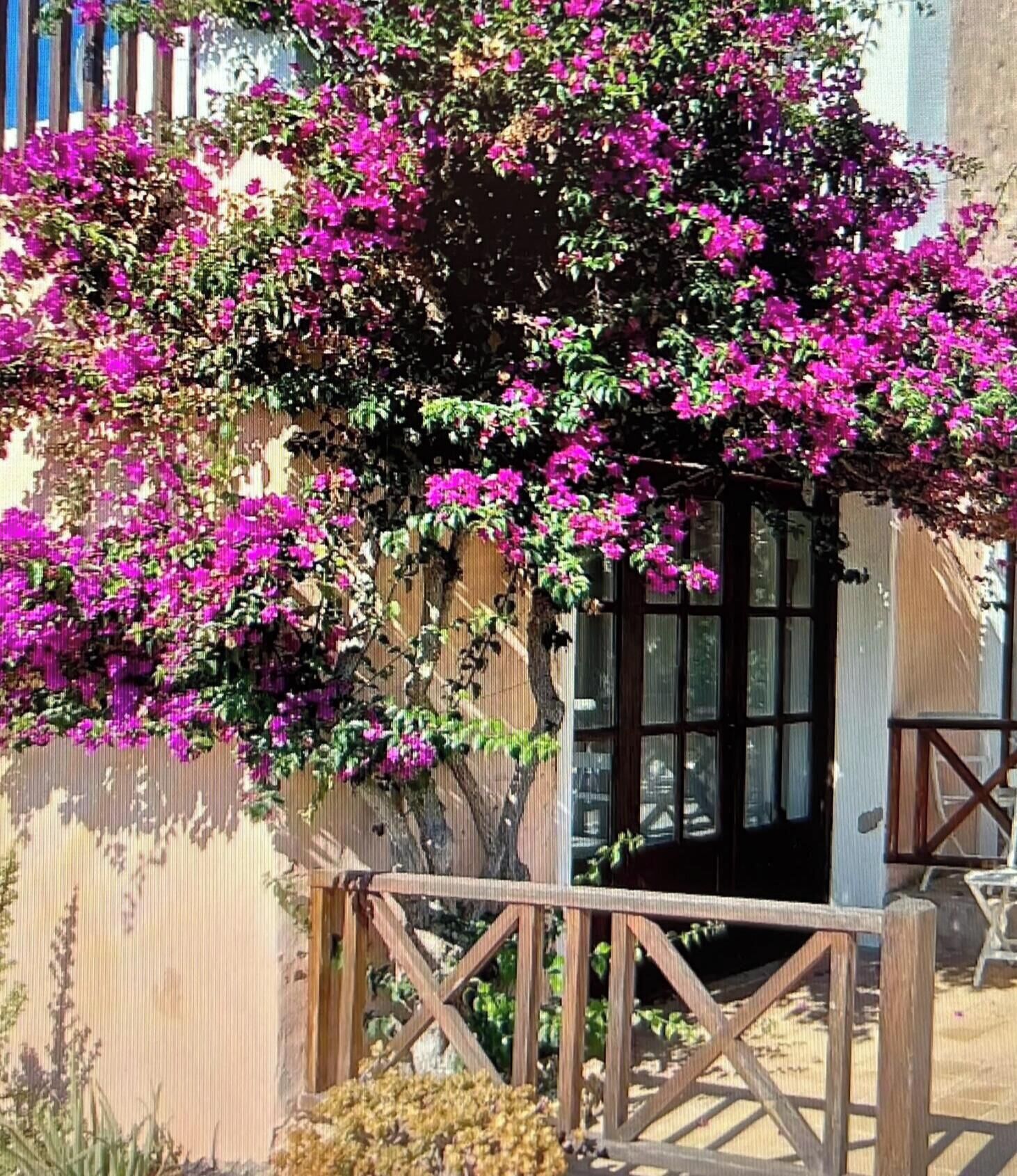 Een houten hek met een poort, een gebouw met een raam, en een struik met roze bloemen.