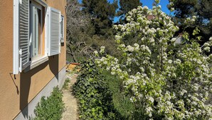 Edificio con ventana y jardín de plantas blancas con flores.