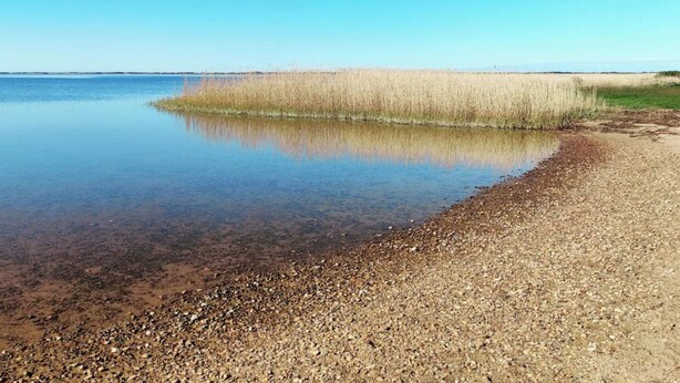 A calm lake with a pebbly shore and tall grasses in the background. - 4 Person Holiday Home in Ringkobing (Ringkobing)