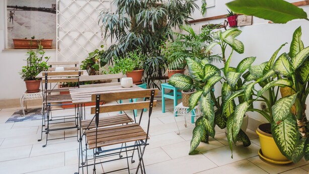A cozy indoor space with a wooden table and chairs, surrounded by various potted plants. - Oceano & Mare Apartments  (Trapani)