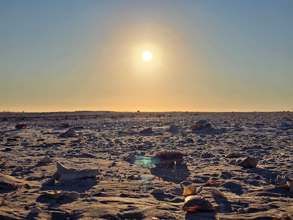 A beach with scattered shells and pebbles under a clear sky.