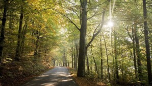 Een bosweg met hoge bomen en zonlicht dat erdoorheen valt.