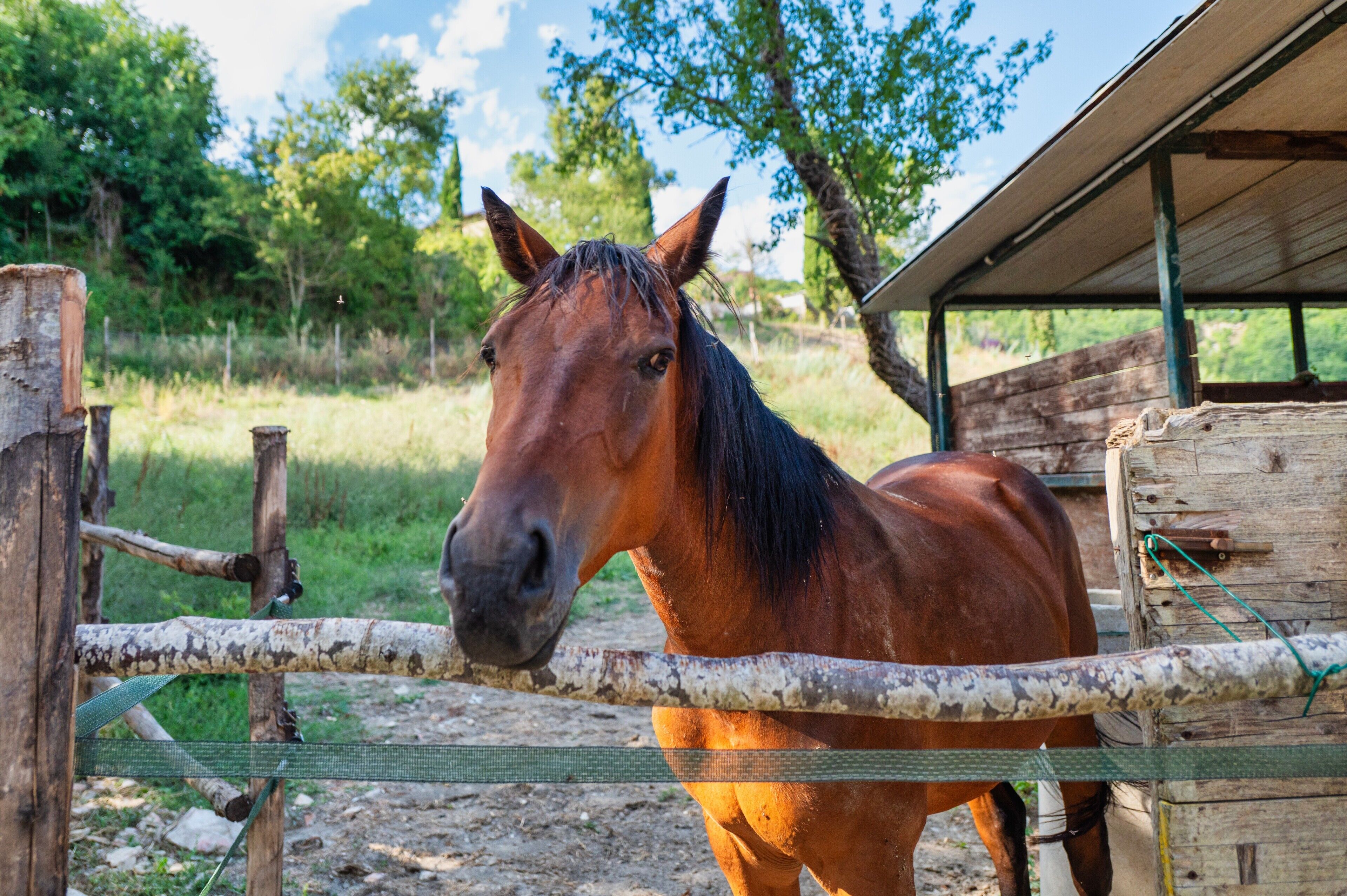Un écurie avec une clôture en bois et un cheval à l’intérieur.
