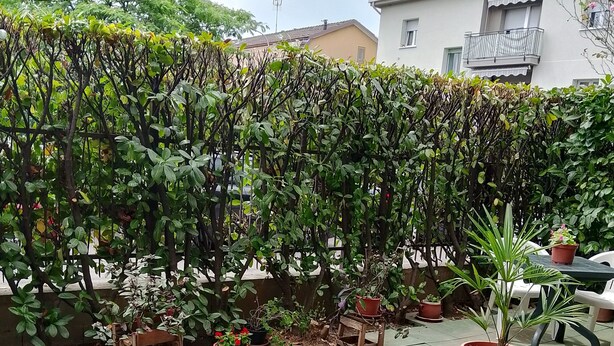 Un jardín con plantas y flores en macetas, un banco de madera y un edificio blanco al fondo.
