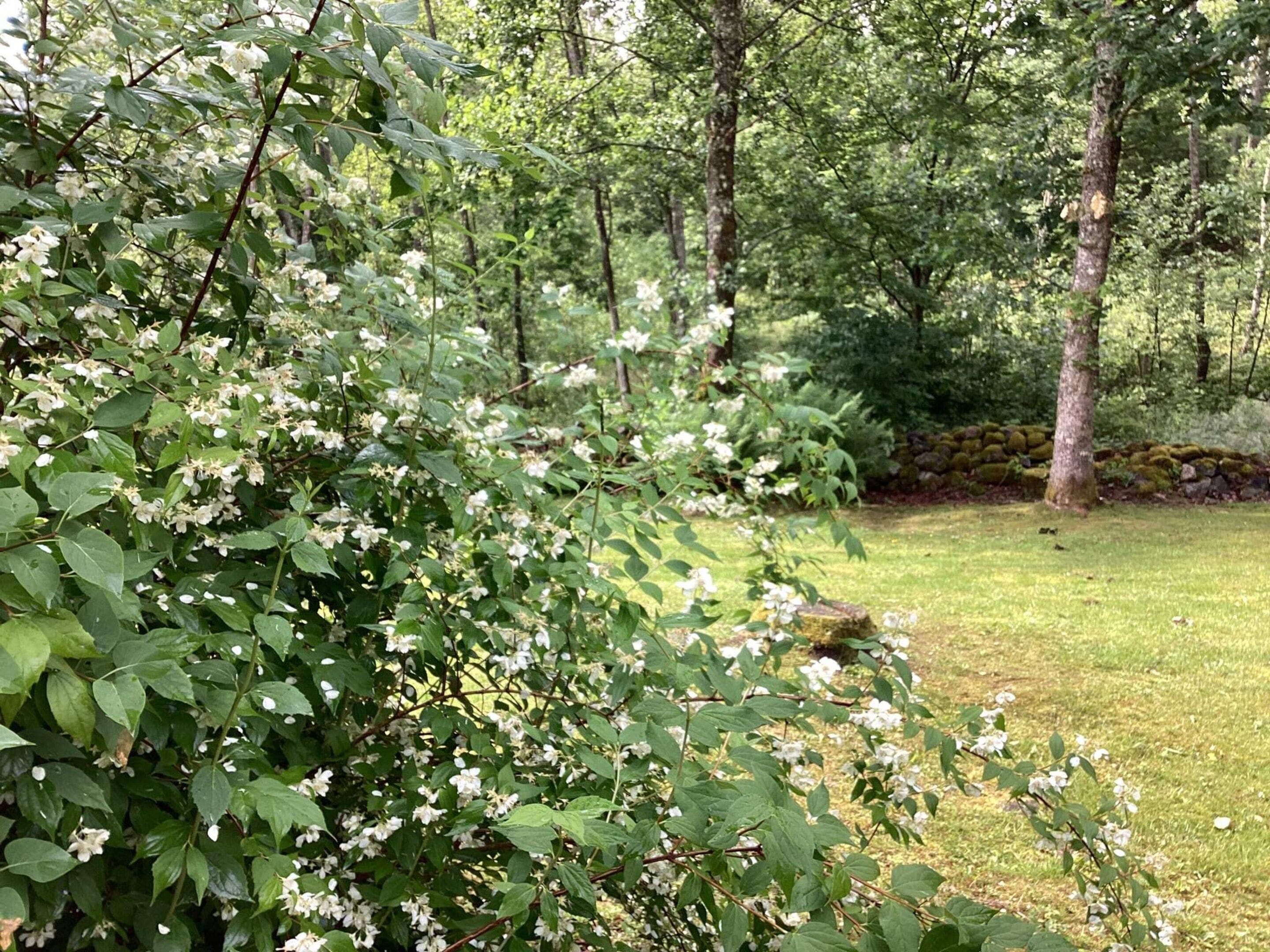 A lush garden with dense foliage and white flowers, surrounded by trees and a stone wall.