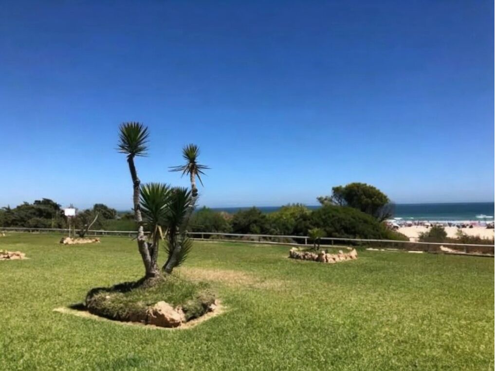 A grassy area with palm trees and a view of the beach.