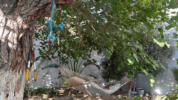 Un hamac suspendu sous un arbre, entouré de verdure et posé sur un sol en terre.