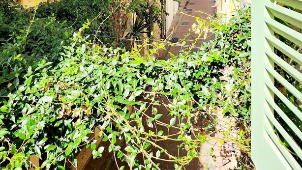 A narrow alleyway flanked by buildings with shutters and a green wall covered in ivy.