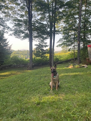 Property grounds - Private 3-bedroom cabin with WiFi and backyard! (Springfield)