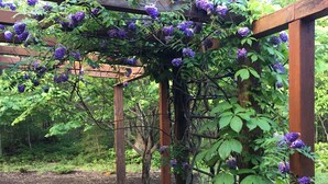 Een houten pergola overwoekerd met klimplanten en paarse bloemen.