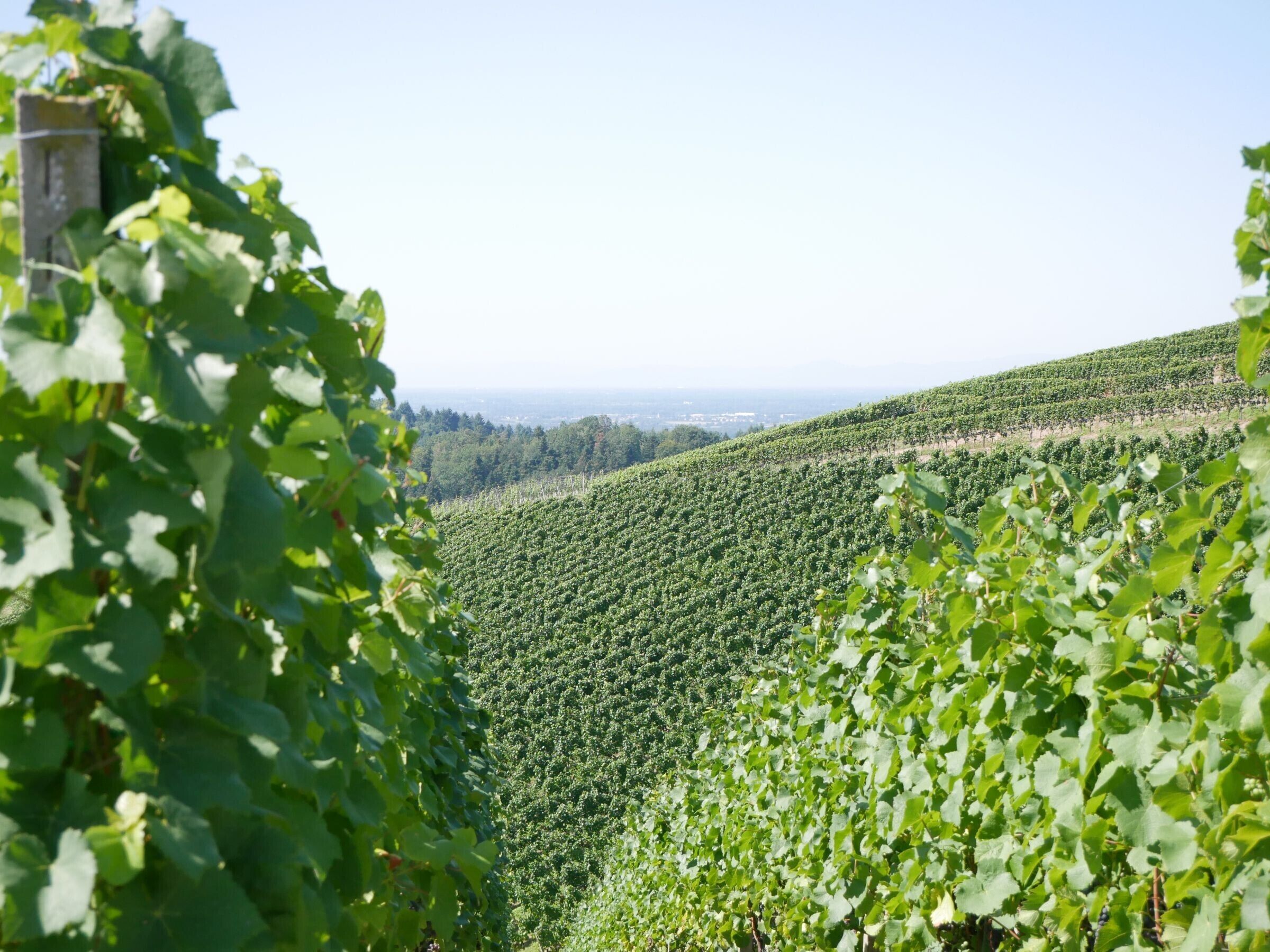 A vineyard with rows of grapevines.