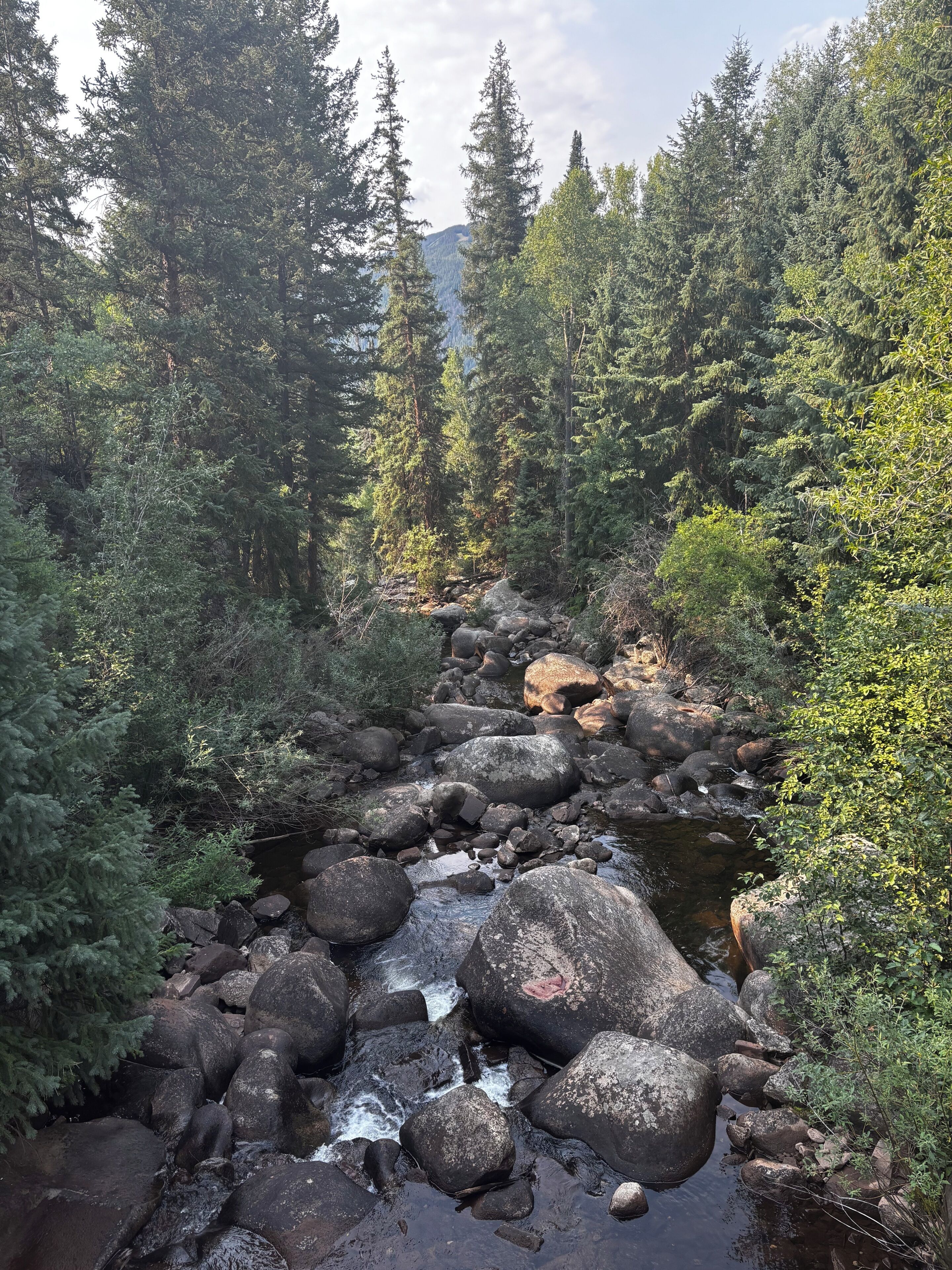 A forested area with a stream flowing through rocks and dense trees.