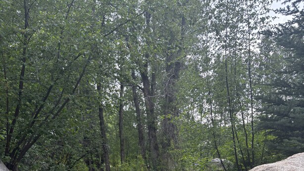 A stone pathway surrounded by large rocks and dense green foliage. - Dog-Friendly Apt w/ EV Charger / Walk to Aspen (Aspen)