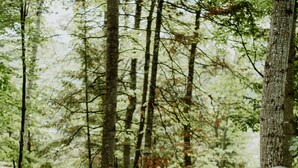 A wooden bridge in a forest with tall trees and a wooden railing. - Prunella № 3, Prunella № 3 - A-Frame Cabin Getaway - Design, Comfort & Nature (Thorne)