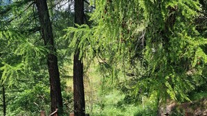 A wooden fence in a forested area with tall trees and green grass. - Chalet Tourbillon Gerber - La Sage (La Sage)