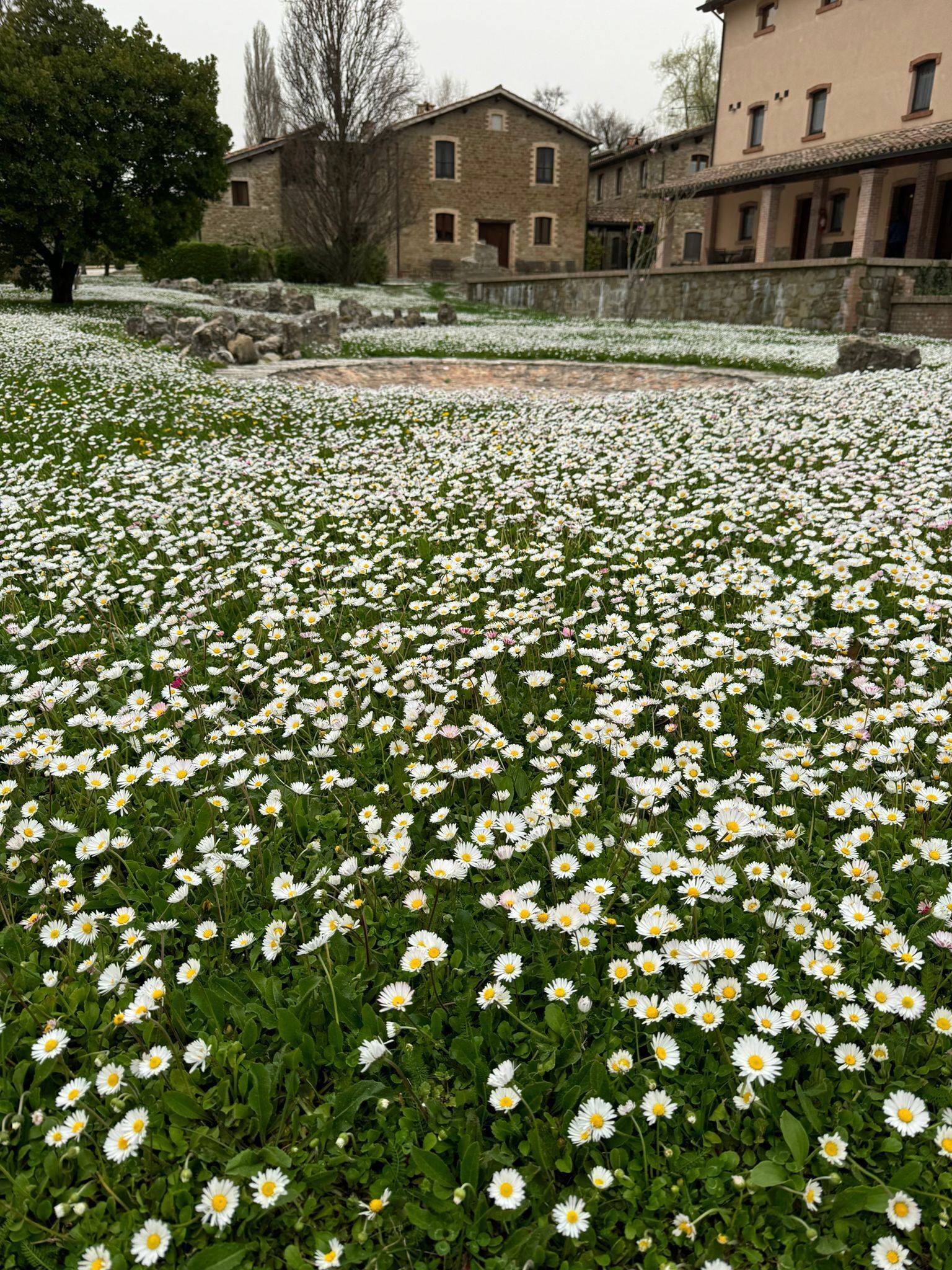 A field of white daisies with a stone wall and buildings in the background.