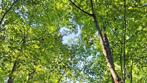 Una cabaña de madera rodeada de frondosa vegetación verde.