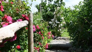 Un sendero de jardín con rosales en flor y una valla de madera rústica.