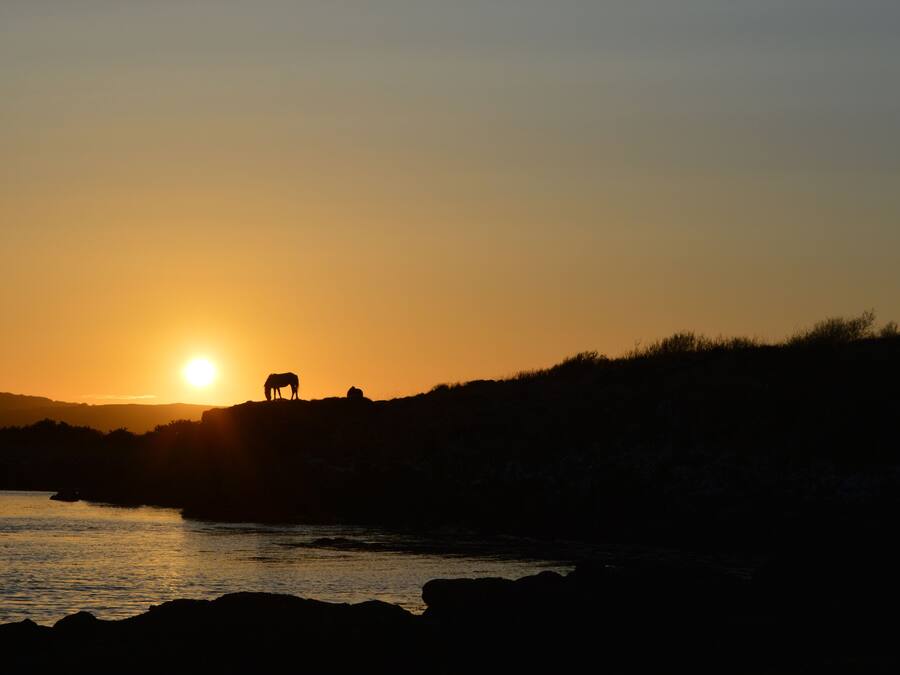 A sunset over a body of water with silhouettes of animals on a hill.
