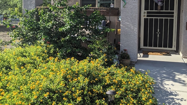 A building with a tiled roof, a window, and a door with a decorative metal gate. There is a garden with yellow flowers in front of the building. - Charming 1-bdrm home w/ Garden tucked into an amazing 55+ community in Sahuarita (Sahuarita)