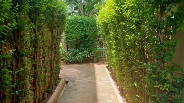 A narrow concrete pathway flanked by dense green foliage and a building with a curved roof. - Siem Reap Local Stay (Siem Reap)