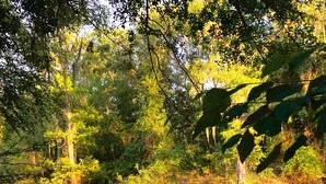 Cena tranquila à beira de um lago, com árvores refletidas na água, cercada por vegetação densa.