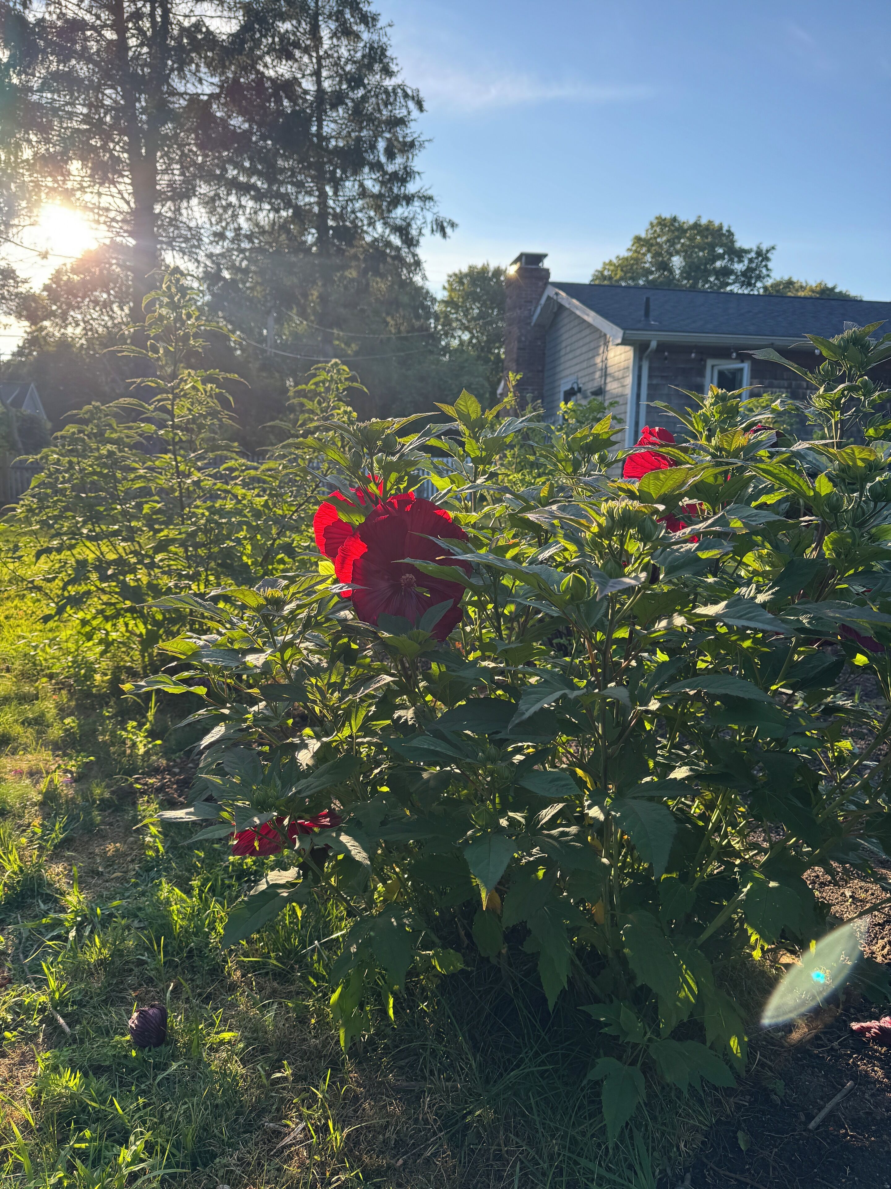 Un jardin avec des fleurs rouges et un feuillage vert, une maison en arrière-plan, et la lumière du soleil filtrant à travers les arbres.