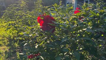 Un jardin avec des fleurs rouges et un feuillage vert, une maison en arrière-plan, et la lumière du soleil filtrant à travers les arbres.