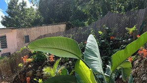 Una piscina con una solana empavedada, rodeada de plantas variadas y una valla de bambú.
