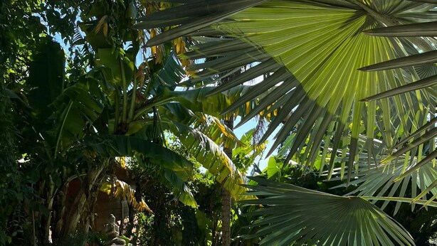 Una piscina nítida envoltada de vegetació tropical abundant.