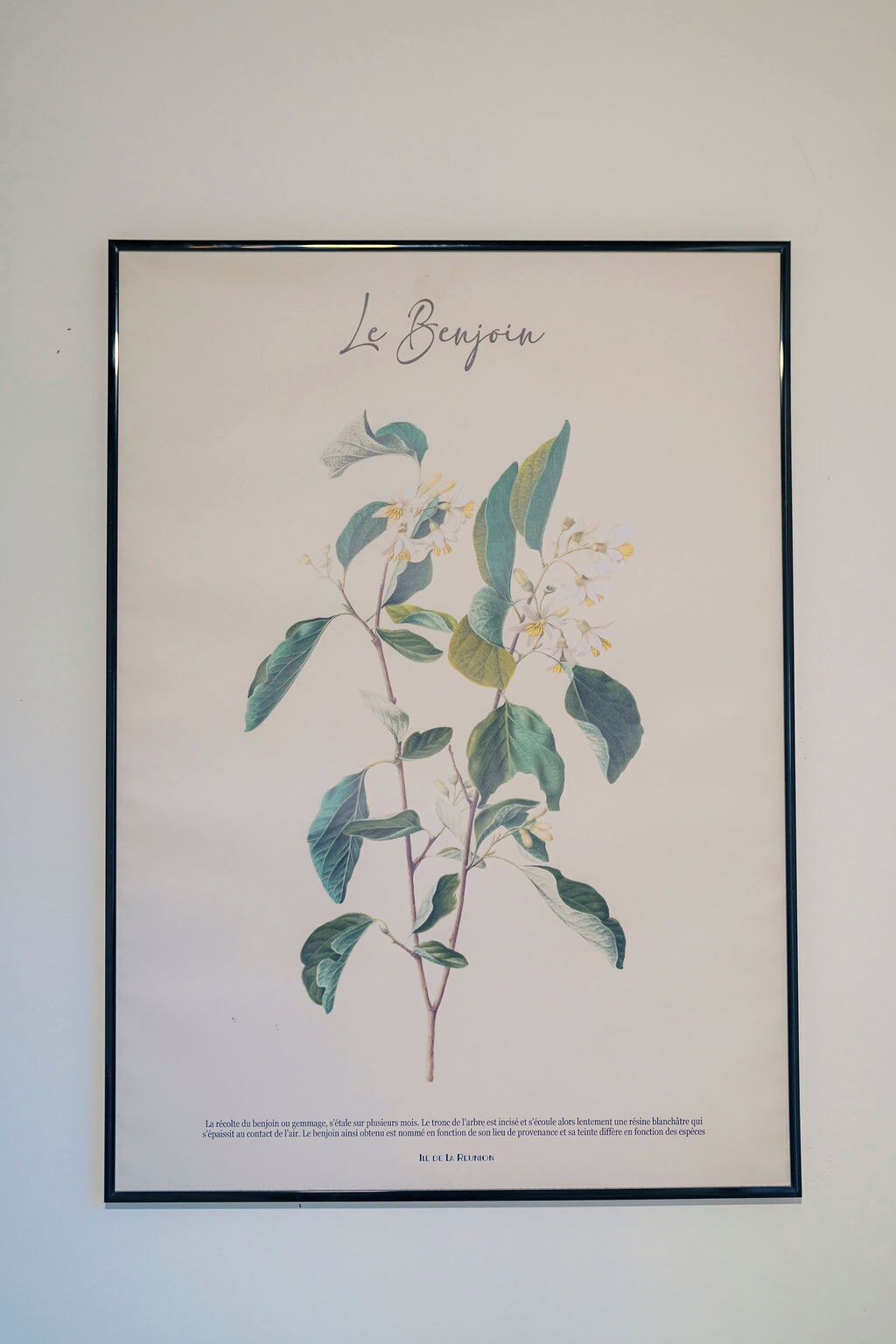 A botanical illustration of Le Benjoin with detailed leaves and flowers.