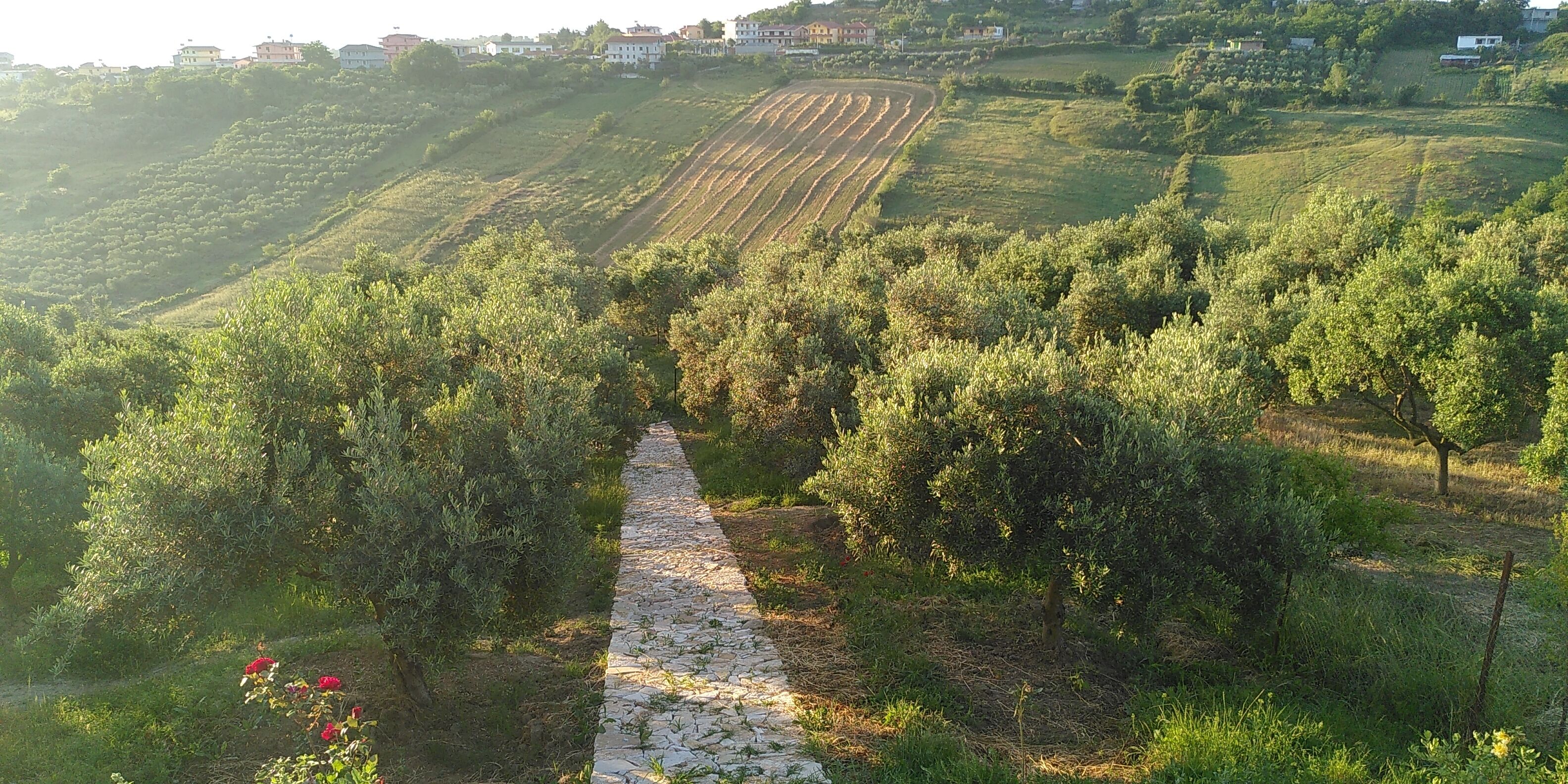 Un chemin de pierres serpente à travers un vignoble, bordé d’alignements d’arbres, et offre une vue lointaine sur des maisons.