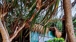 Una estructura de madera rústica con techo de paja, rodeada de abundante vegetación y un grueso tronco de árbol.