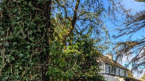 A sign reading "Glann House" amidst dense greenery, leading to a white building with a tiled roof. - Amazing Country Stay In County Galway, Ireland (Oughterard)