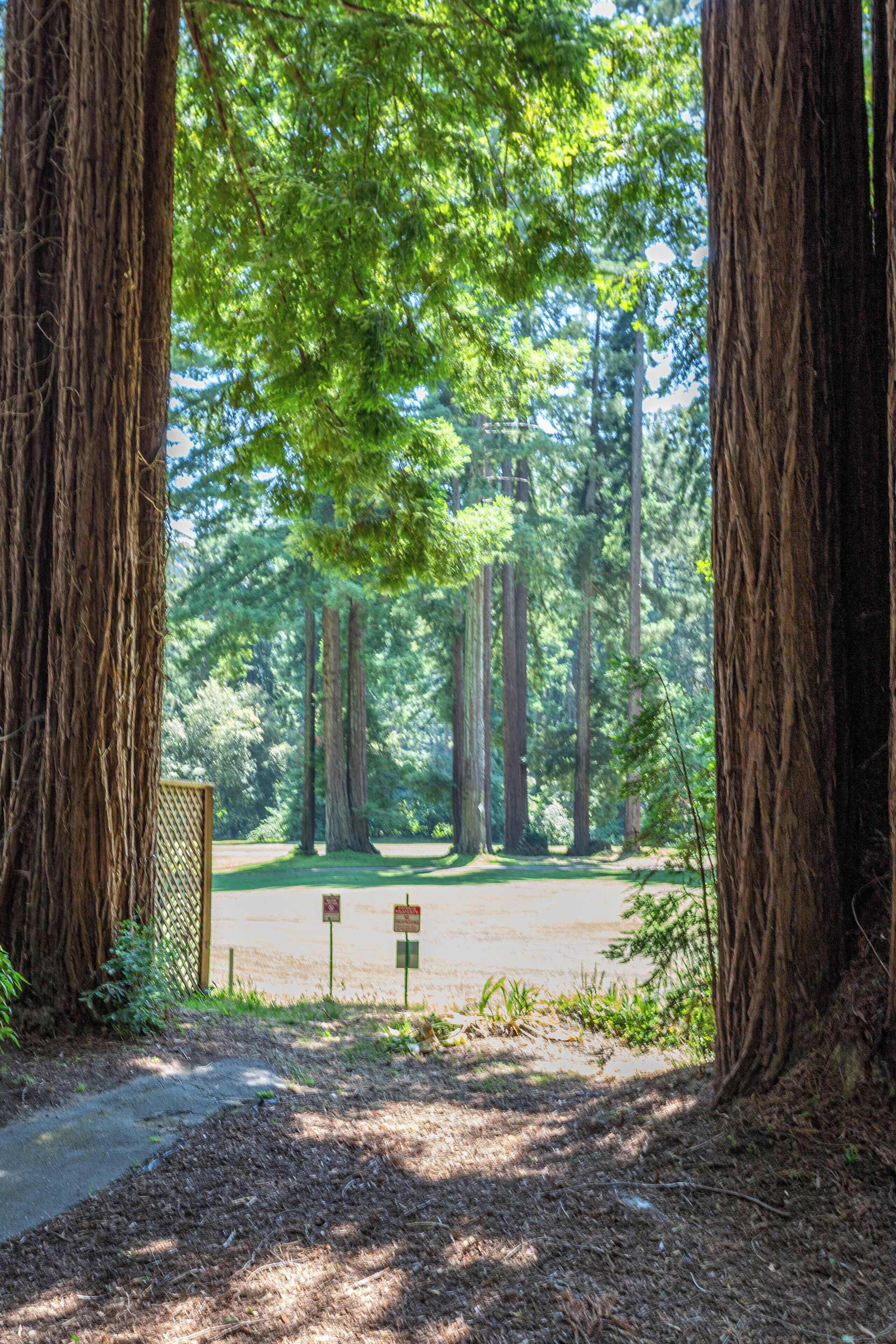 Une zone boisée avec de grands arbres et un sentier pavé menant à une clairière.
