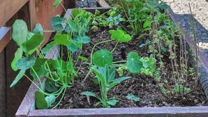 A garden bed with various plants, wooden fence, and a bench in the background. - Modern Country Home | Near Downtown & Bike Trail (Sebastopol)