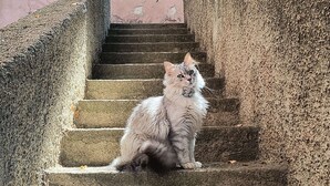 Eine Katze sitzt auf einer Steintreppe, im Hintergrund eine rosa Wand.