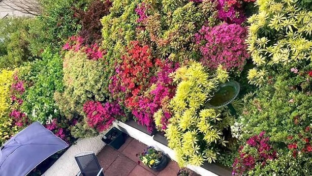 A rooftop garden with a variety of flowering plants and a patio area with outdoor furniture. - Blythedale House (Fort William)