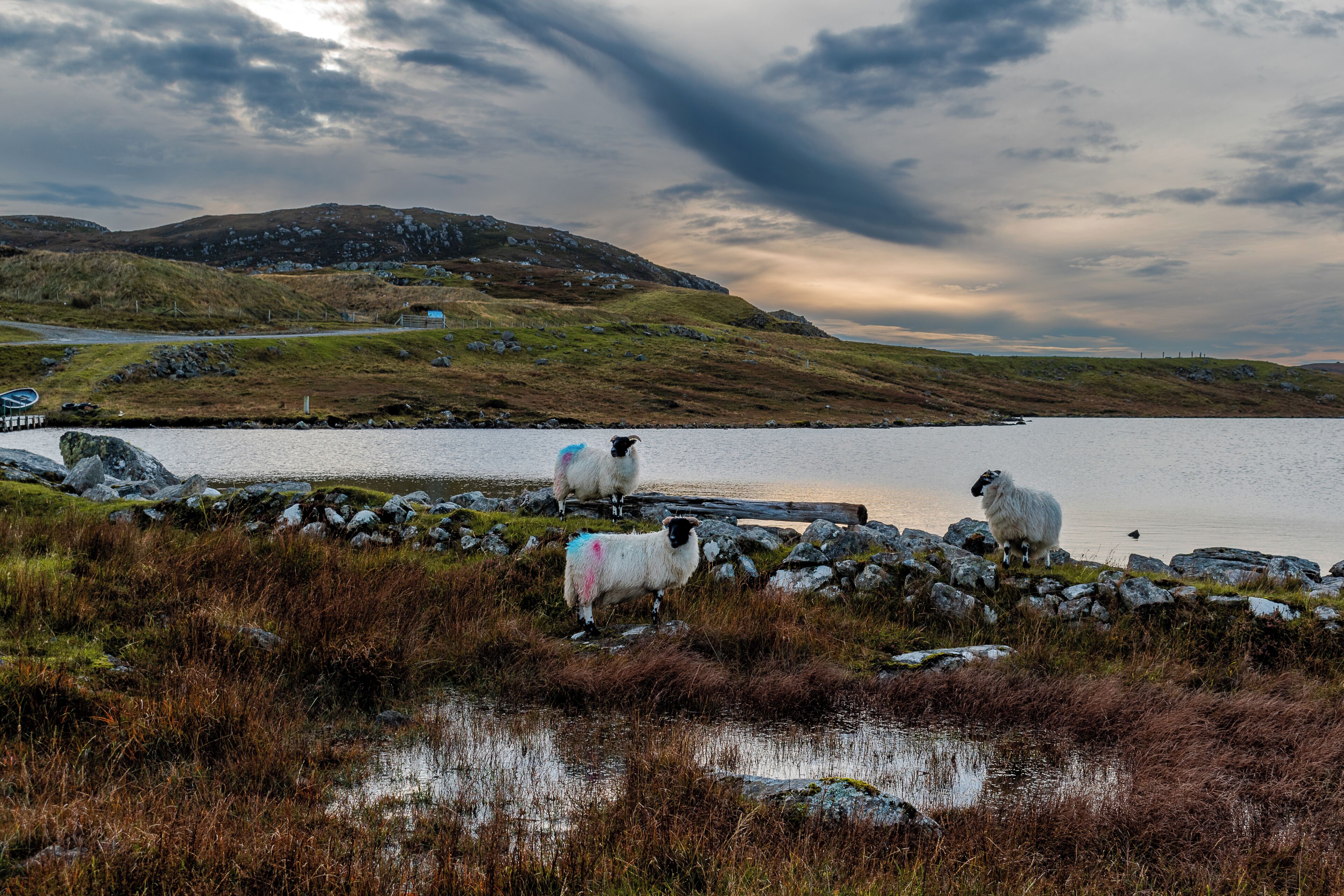 A scenic landscape with a lake, rocky shore, and sheep grazing.