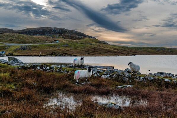 A scenic landscape with a lake, rocky shore, and sheep grazing. - Arnisdale House (Isle of Lewis)