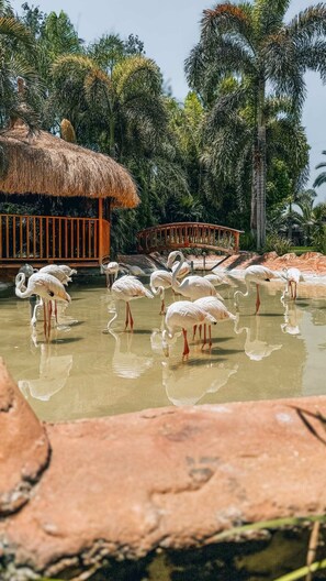 Property grounds - Xuru Stays I Waterfall Zoo Lodge (Ismailia)