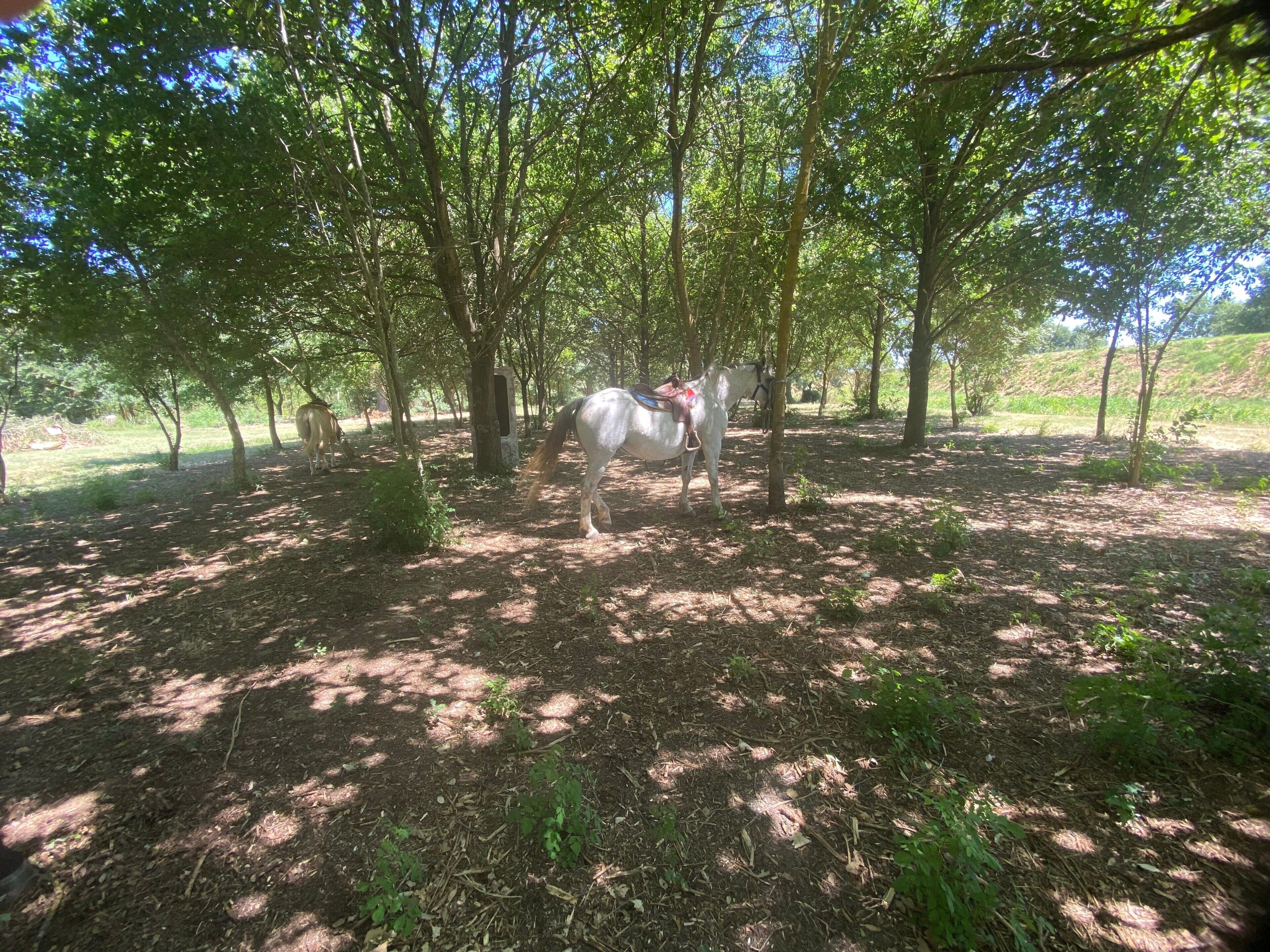 Un cheval dans une zone boisée, avec des arbres et de l’herbe.