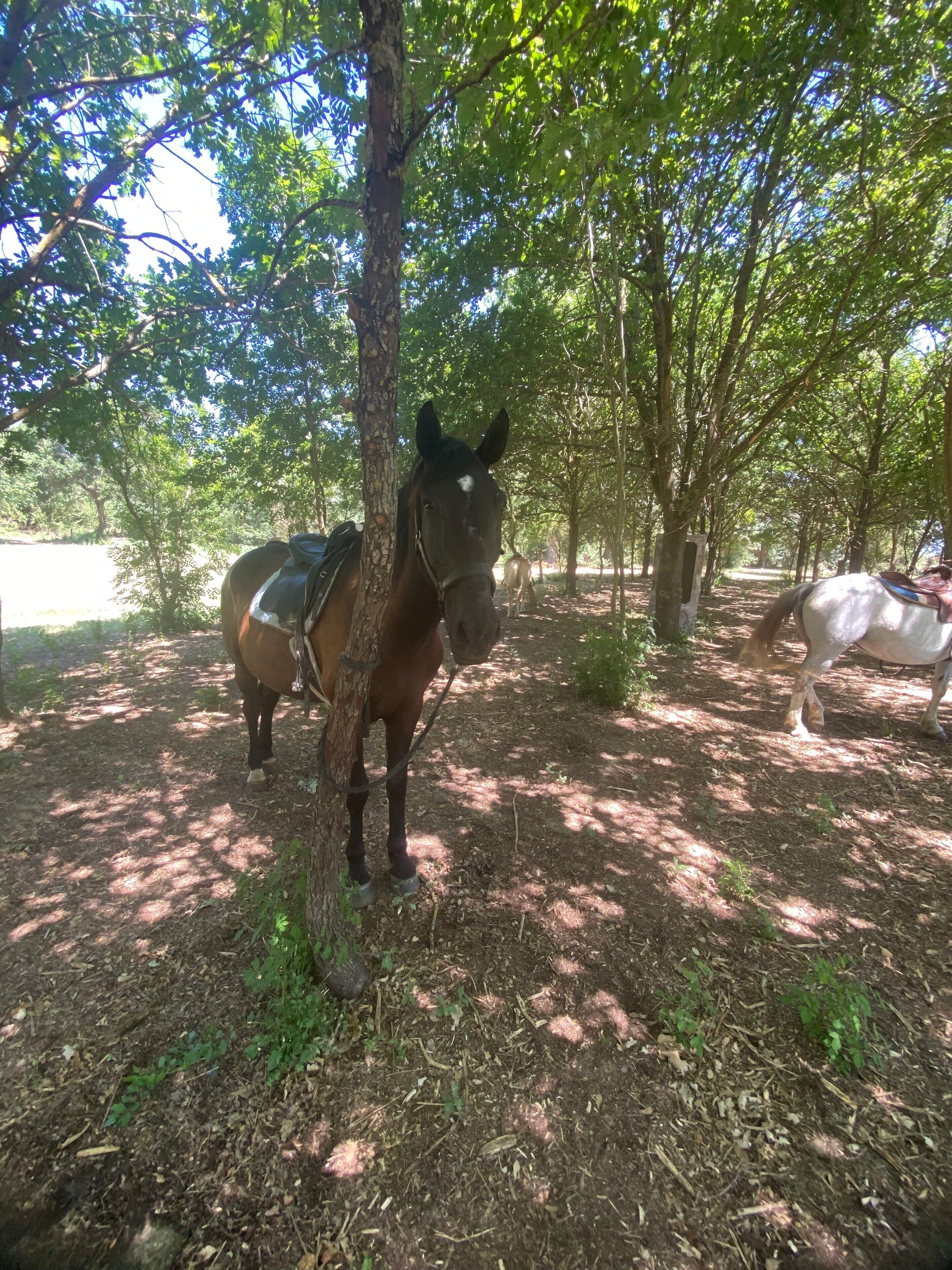 A horse tethered to a tree in a wooded area with a dirt path.