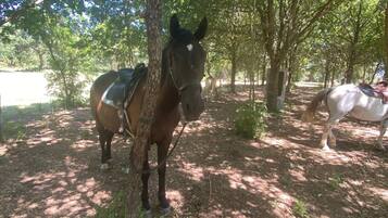 A horse tethered to a tree in a wooded area with a dirt path.