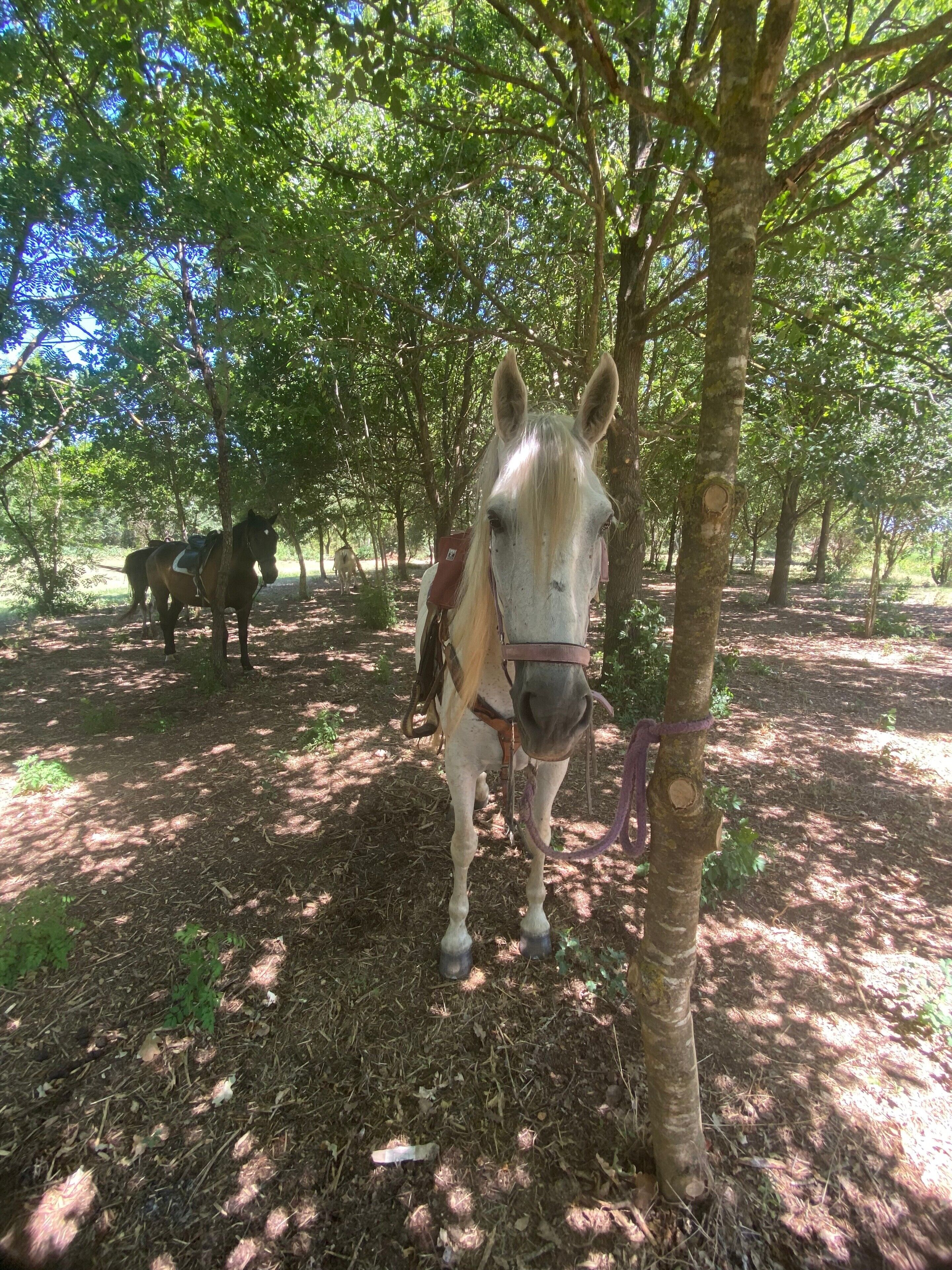 A horse tied to a tree in a wooded area with another horse in the background.