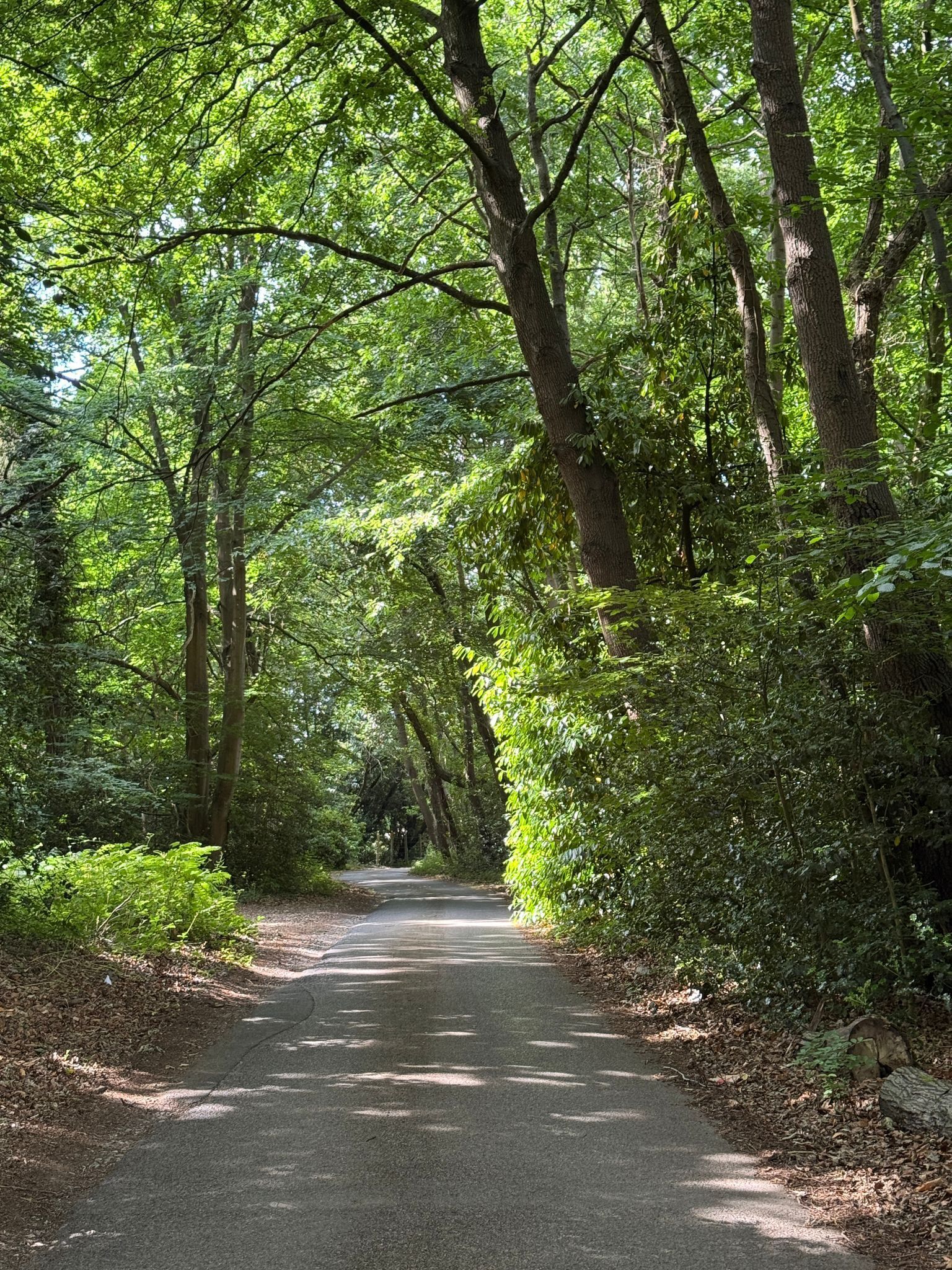 Een verharde weg, omzoomd door weelderige groene begroeiing, die leidt naar een bebost gebied.