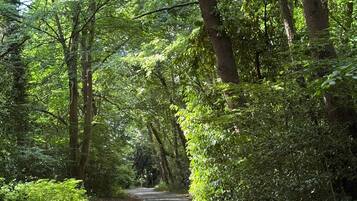 Een verharde weg, omzoomd door weelderige groene begroeiing, die leidt naar een bebost gebied.